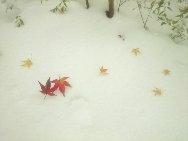 晩秋の初雪....